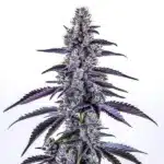 Grape Ape Autoflower cannabis plant with deep purple buds and frosty trichomes.