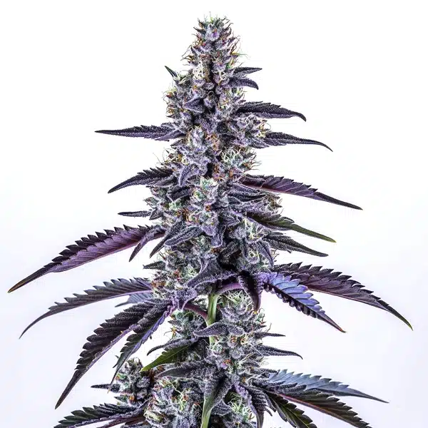 Grape Ape Autoflower cannabis plant with deep purple buds and frosty trichomes.