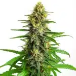 Mazar Regular cannabis plant with dense buds and resinous trichomes.