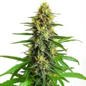 Mazar Regular cannabis plant with dense buds and resinous trichomes.