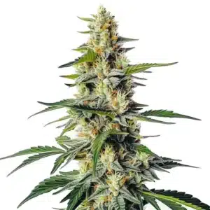 Moby Regular cannabis plant with tall structure and resin-coated green buds.
