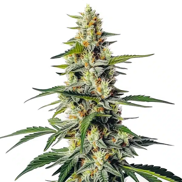 Moby Regular cannabis plant with tall structure and resin-coated green buds.