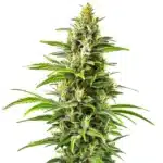 New York Diesel Auto plant with elongated resinous buds and bright green serrated leaves.