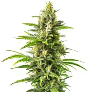 New York Diesel Auto plant with elongated resinous buds and bright green serrated leaves.
