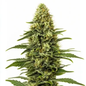 Dense resin-coated cannabis bud with green hues, representing the Northern Lights Regular strain.