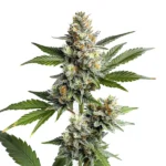 Frosty cannabis buds with earthy undertones, showcasing the OG Kush Regular strain.