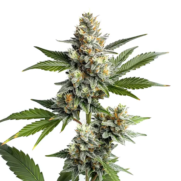 Frosty cannabis buds with earthy undertones, showcasing the OG Kush Regular strain.