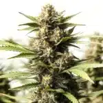 Papas Candy Regular cannabis, dense bud coated in sugary trichomes