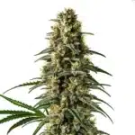 Pineapple Skunk Regular plant with tall bud structure, tropical scent profile, and orange pistils