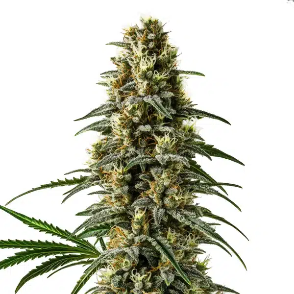 Pineapple Skunk Regular plant with tall bud structure, tropical scent profile, and orange pistils