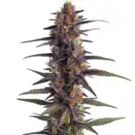 Purple Thai Regular cannabis plant with deep purple buds and vibrant orange pistils.