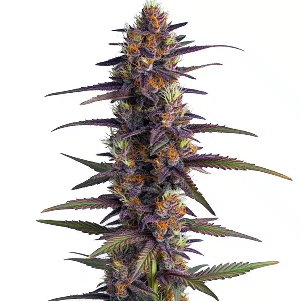 Purple Thai Regular cannabis plant with deep purple buds and vibrant orange pistils.
