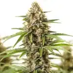 San Fernando Valley Regular cannabis plant with elongated buds and bright pistils.