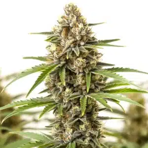 San Fernando Valley Regular cannabis plant with elongated buds and bright pistils.