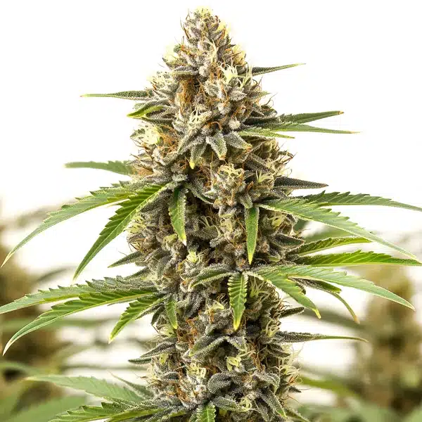 San Fernando Valley Regular cannabis plant with elongated buds and bright pistils.