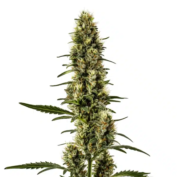 Skunk Regular cannabis plant with compact frosty buds and classic leaf shape.
