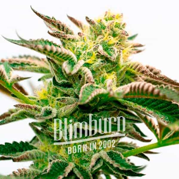 Sour Diesel Kush Regular