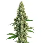 Sour Diesel Regular cannabis plant with dense, light green buds covered in trichomes.