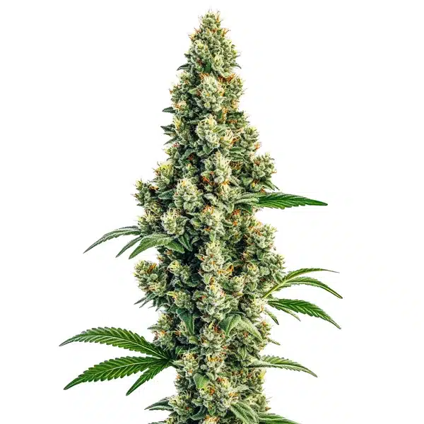 Sour Diesel Regular cannabis plant with dense, light green buds covered in trichomes.