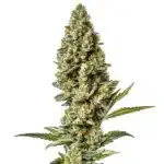 Stardawg Regular cannabis plant with thick, frosty buds and dark green leaves.