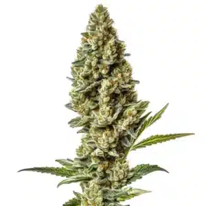 Stardawg Regular cannabis plant with thick, frosty buds and dark green leaves.