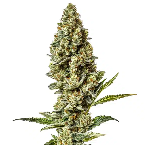 Stardawg Regular cannabis plant with thick, frosty buds and dark green leaves.