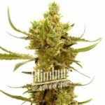 Strawberry Banana Kush Regular