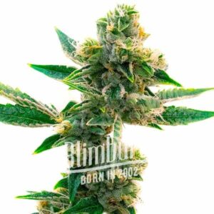 Triangle Kush Regular