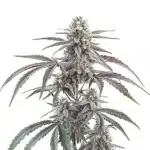 Wedding Cake Regular strain with dense, frosted buds and vibrant orange pistils