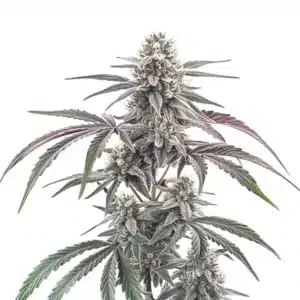 Wedding Cake Regular strain with dense, frosted buds and vibrant orange pistils