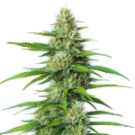 White Widow Regular cannabis plant with frosty, white-coated buds.
