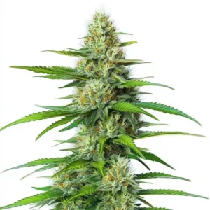 White Widow Regular cannabis plant with frosty, white-coated buds.
