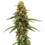 A cannabis plant of the ACDC strain, featuring dense buds with a high CBD content and bright orange pistils.