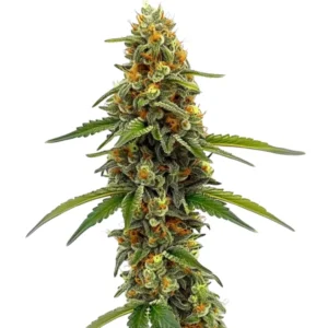 A cannabis plant of the ACDC strain, featuring dense buds with a high CBD content and bright orange pistils.