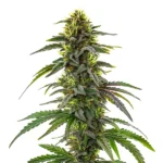 CBD Cafe Racer cannabis plant with dense buds and green leaves, featuring orange pistils and purple undertones.