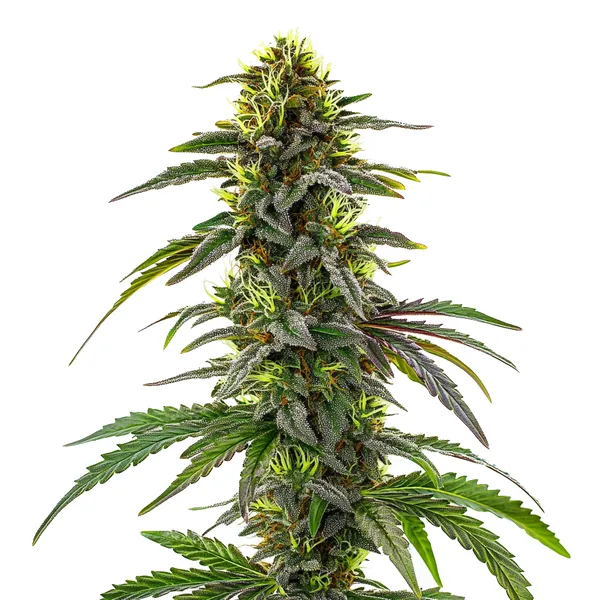 CBD Cafe Racer cannabis plant with dense buds and green leaves, featuring orange pistils and purple undertones.