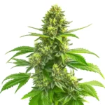 CBD Super Lemon Haze cannabis strain with green buds and citrus aroma
