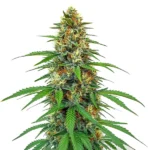 CBD Tangie cannabis plant with vibrant green leaves and dense buds, featuring a light orange hue.