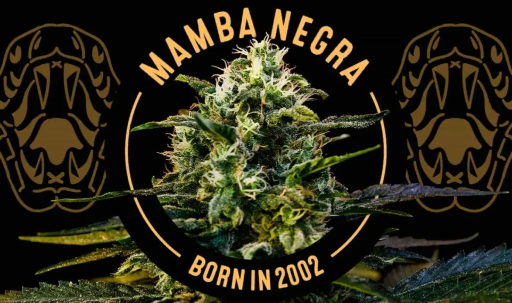 Close-up of a frosty Mamba Negra cannabis bud, surrounded by golden snake logo graphics.