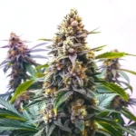 Blue Moonrocks strain with frosty, dense buds and subtle blue undertones.