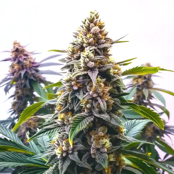 Blue Moonrocks strain with frosty, dense buds and subtle blue undertones.