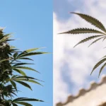 Split image: dense cannabis bud against a clear blue sky (left), and a branch of cannabis against a cloudy sky and building (right).