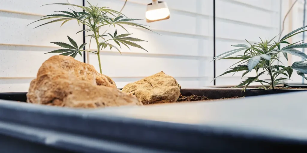 Hyper-realistic illustration of young cannabis plants growing in a tray with large rocks, under an overhead light.