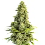 Great White Shark Autoflower cannabis plant with frosty trichomes and compact bud structure.