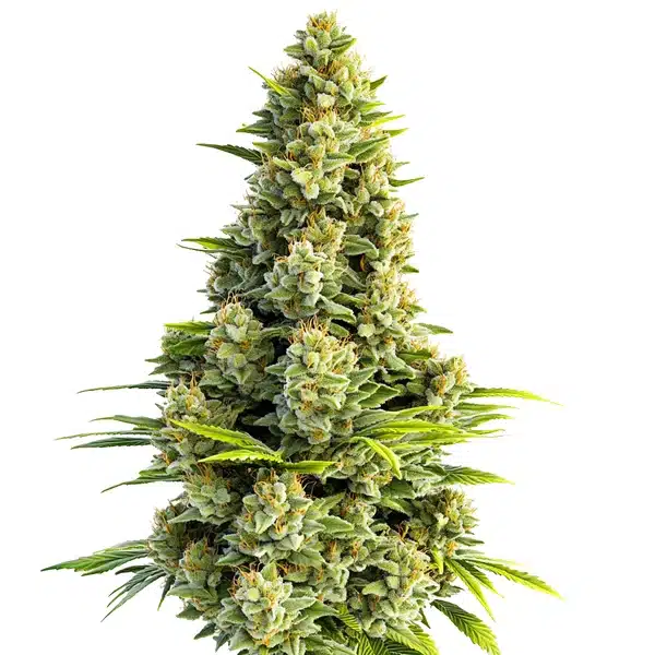 Great White Shark Autoflower cannabis plant with frosty trichomes and compact bud structure.