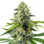 Haze Autoflower cannabis plant with tall frosty sativa buds.