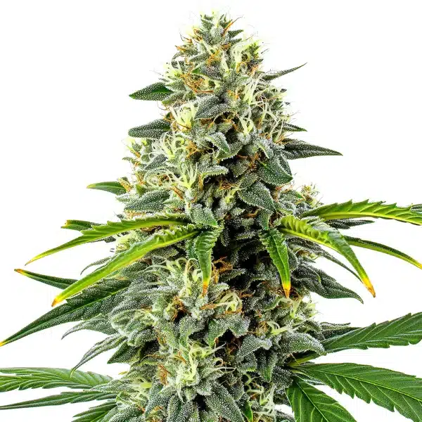 Haze Autoflower cannabis plant with tall frosty sativa buds.