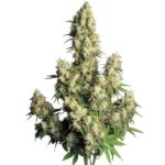 Dense frosty buds of Hindu Kush Auto with deep green leaves