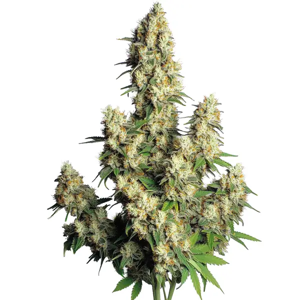 Dense frosty buds of Hindu Kush Auto with deep green leaves