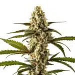 Lemon Haze Autoflower plant with frosty citrus-scented buds and lush green serrated leaves.